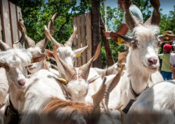 Open Farm for Kids and Animal Lovers