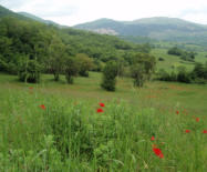 Poppies come out in Spring