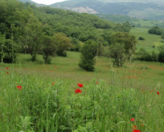 Poppies come out in Spring