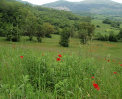 Poppies out in Spring