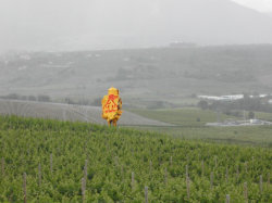 Sculpture keeping watch over the Vineyard
