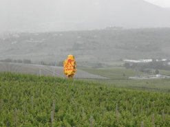 Sculpture keeping watch over the Vineyard