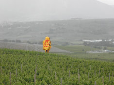 Sculpture keeping watch over the Vineyard