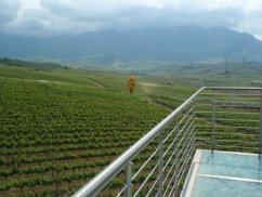 View over the Vinyards